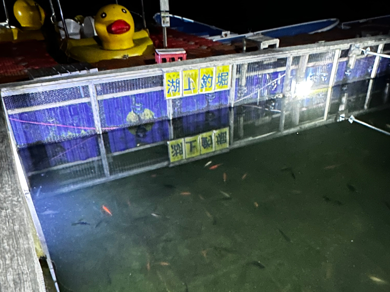 ナイト釣り堀。ライトアップしております