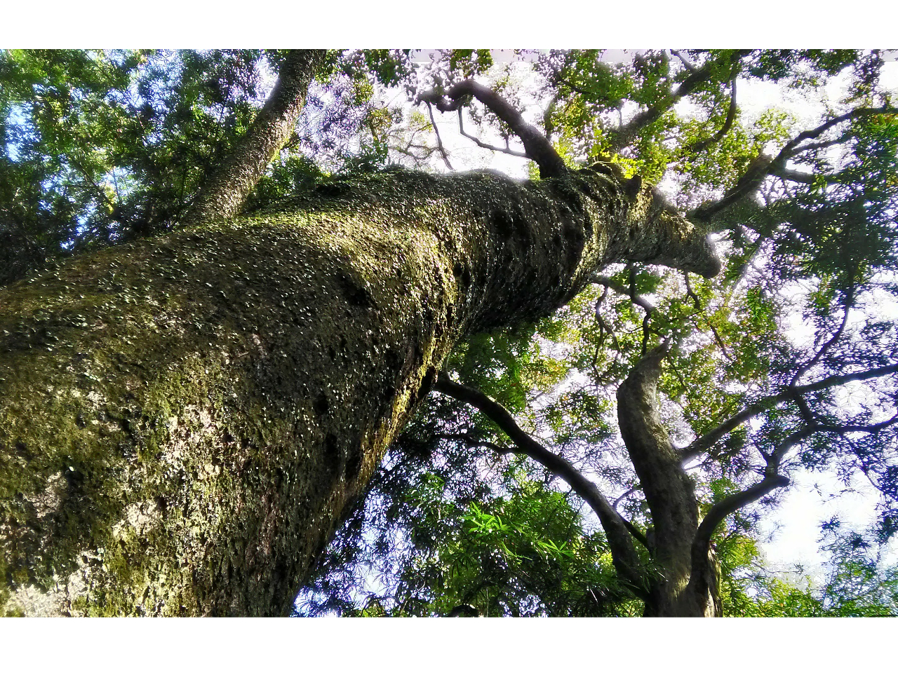 򒹐_Ћ̎Od3ʂ̓̋؁BFnɂ͂ȋ؃X|bg񂠂܂A̓f炵łB