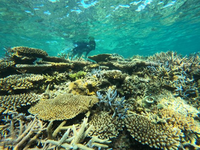 水納島のサンゴ礁