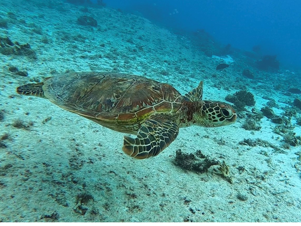 運が良ければ亀に出会うことが出来るかも!