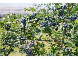22年6月開園予定 茨城桜川市 ブルーベリー狩り 30分食べ放題 ファミリー カップル 女性におすすめ 長島農園 じゃらん遊び体験 22年6月開園予定 茨城桜川市 ブルーベリー狩り 30分食べ放題 ファミリー カップル 女性におすすめ 長島農園 じゃらん遊び体験