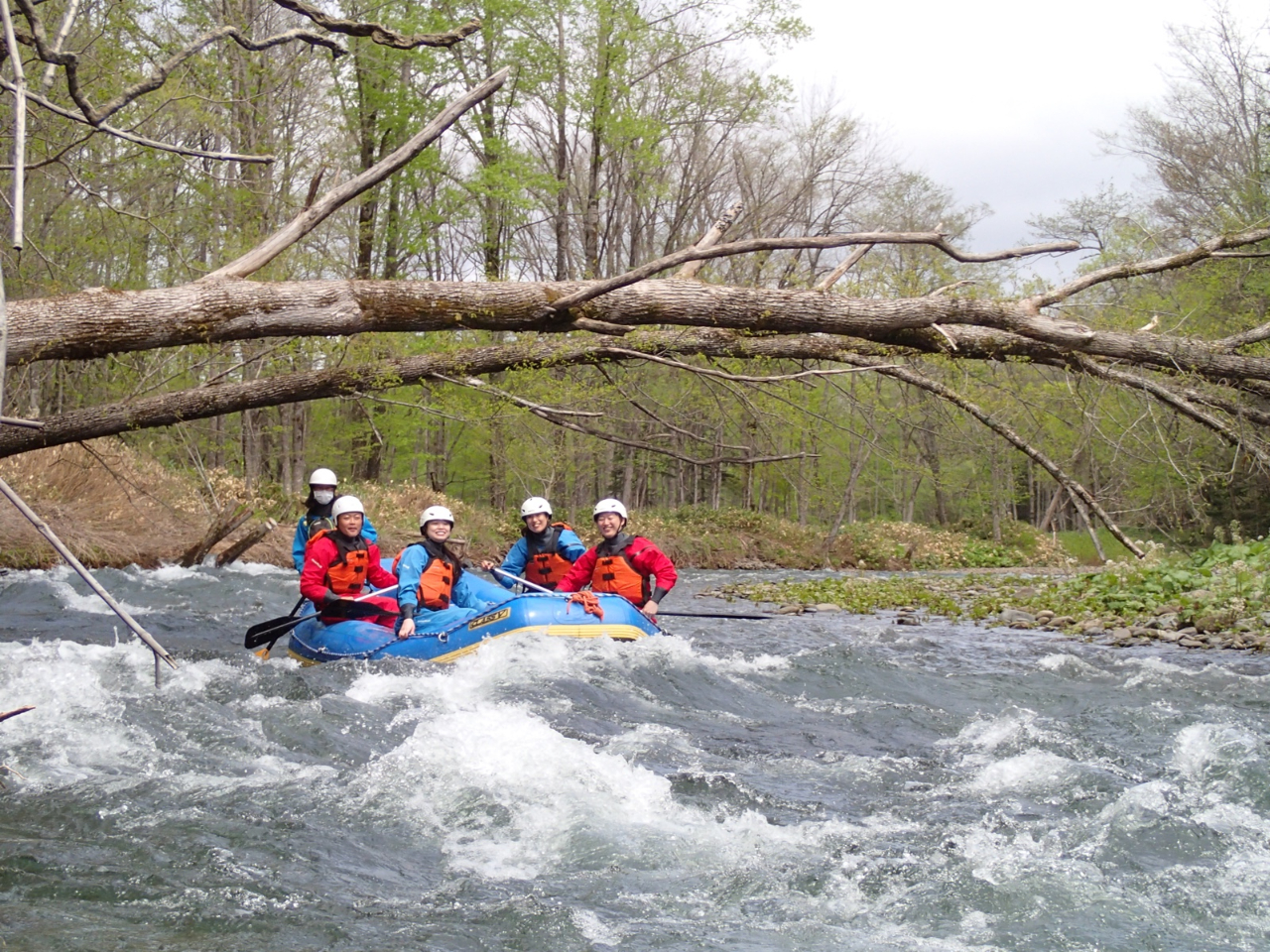 倒木も自然のままです。