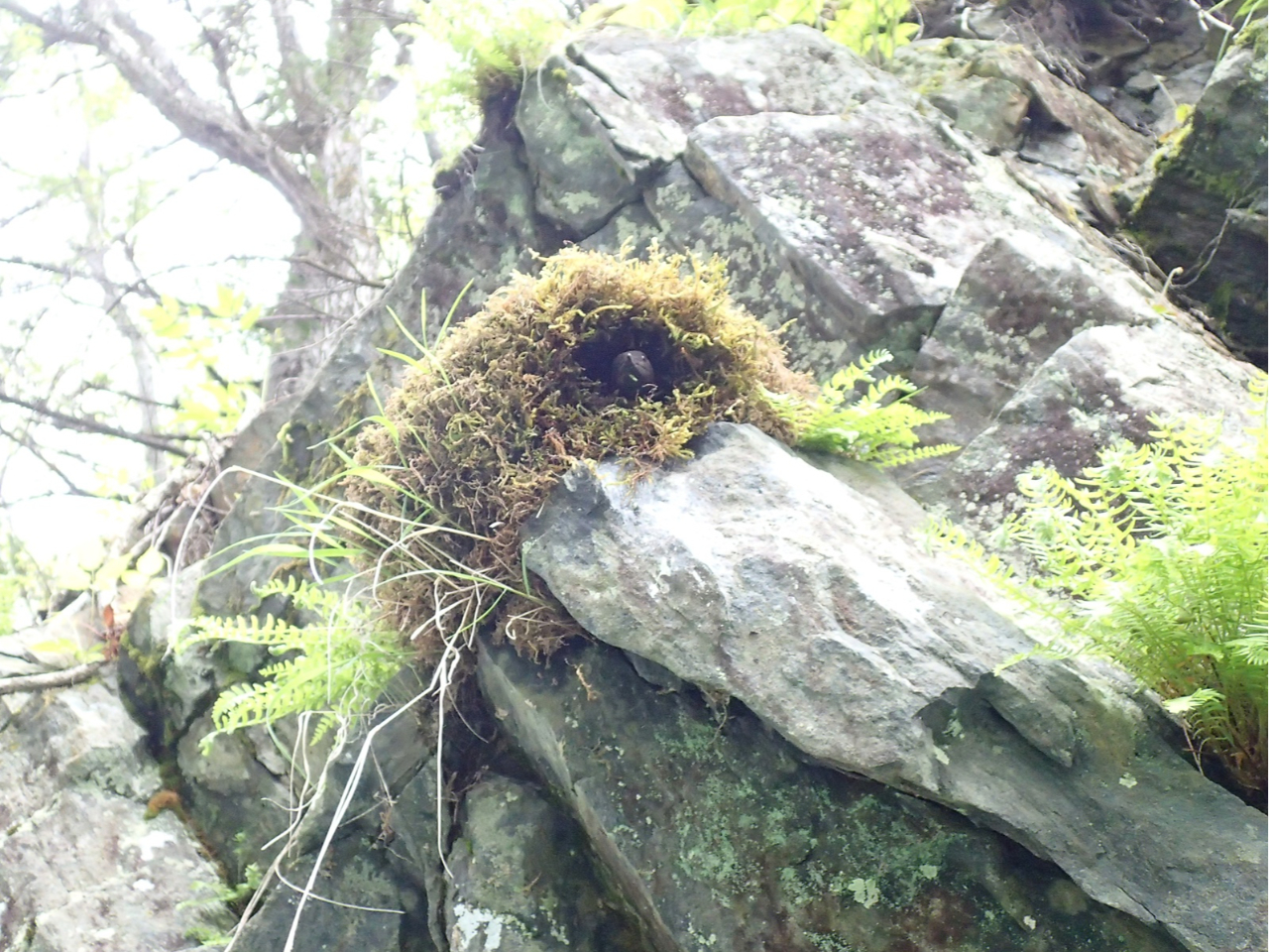 自然豊かな川にはカワガラスの姿も見ることができます。