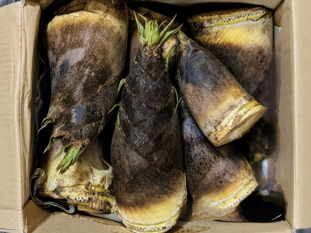 茨城×収穫体験】たけのこ収穫体験♪たっぷり10キロ！お持ち帰り