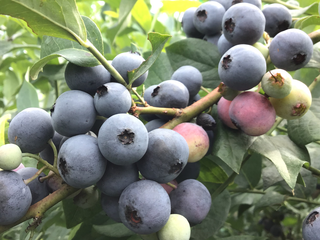 ���r�b�g�A�C�n�̃u���[�x���[�ł�