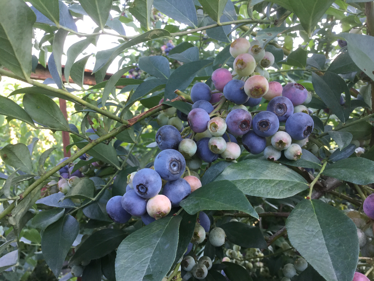 ���r�b�g�A�C�n�̃u���[�x���[�ł�