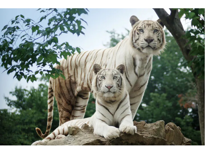 雨の日にもオススメ 群馬サファリパークの口コミ じゃらんnet 雨の日にもオススメ 群馬サファリパークの口コミ じゃらんnet