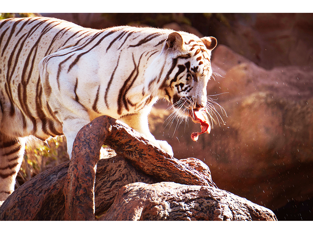 q 入園チケットセットプラン じゃらん限定特典 ワニ肉 ドリンク付き 9月10日 群馬サファリパーク じゃらん遊び体験