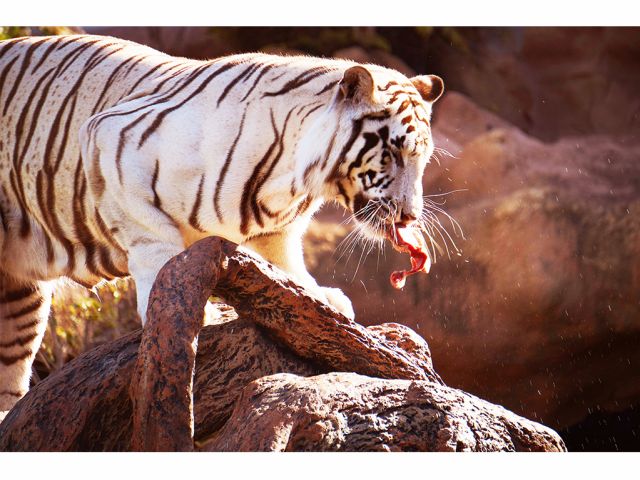 q 入園チケットセットプラン じゃらん限定特典 ワニ肉 ドリンク付き 9月10日 群馬サファリパーク じゃらん遊び体験 q 入園チケットセットプラン じゃらん限定特典 ワニ肉 ドリンク付き 9月10日 群馬サファリパーク じゃらん遊び体験