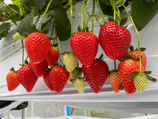 お客さま感謝デー！！※4日間限定※【お一人様1000円】40分間3品種