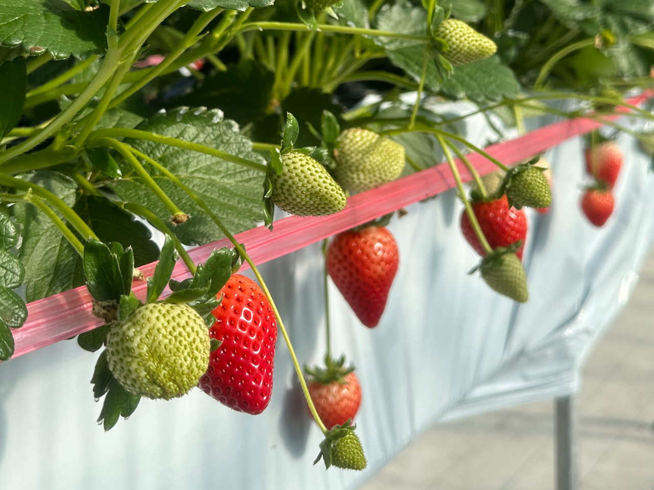 【土日祝日のみ】とちあいか・とちおとめ・スカイベリーの3品種食べ比べ♪30分間食...