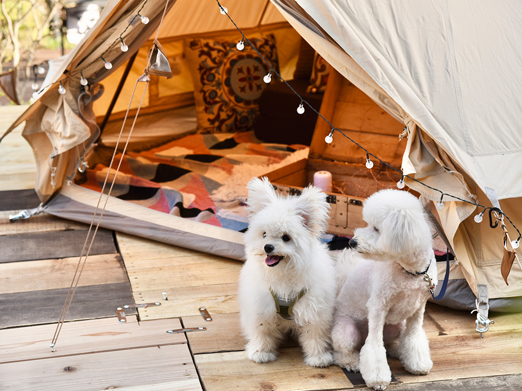 ��The Forest Garden�ł̓y�b�g�劽�}�ł��I��D���ȃy�b�g�ƈꏏ�ɃO�����s���OBBQ�����y���݂��������B