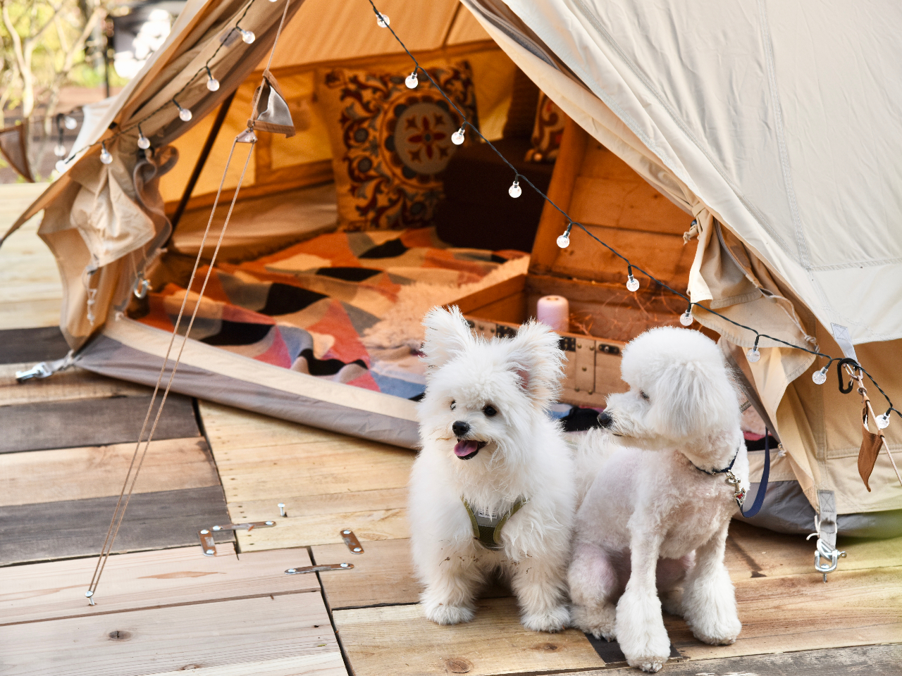 ��The Forest Garden�ł̓y�b�g�劽�}�ł��I��D���ȃy�b�g�ƈꏏ�ɃO�����s���OBBQ�����y���݂��������B