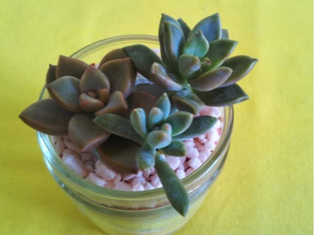 カラーサンドに多肉の寄せ植え