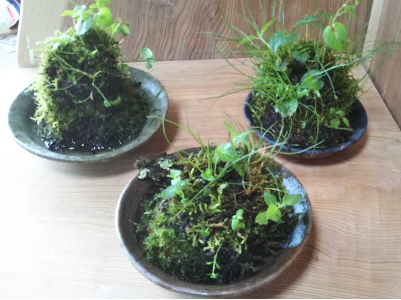 苔玉なども作ることができます。