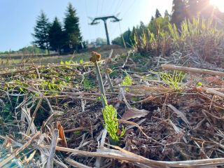 山菜取り 奥神ワラビ 良いワラビが今年も出てるかな!!