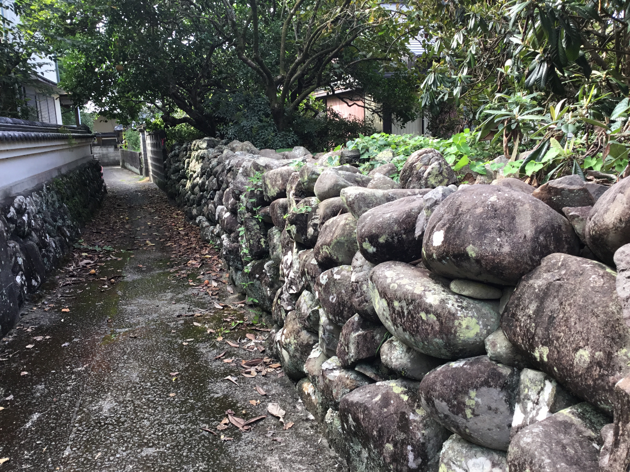 羽根の豊かな自然を眺めるだけでなく、ジオガイドの解説付きで歩くことで、より深く室戸の魅力を味わうことができる。