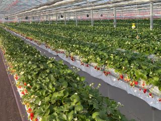 新しいビニールハウスです。