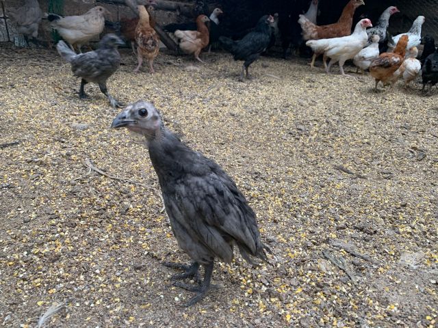 たまご収穫体験 野呂高原ベリーパーク 二種のにわとりの卵を収穫できます 野呂高原ベリーパーク じゃらん遊び体験 たまご収穫体験 野呂高原ベリーパーク 二種のにわとりの卵を収穫できます 野呂高原ベリーパーク じゃらん遊び体験