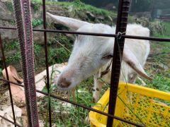 かわいいヤギたち♪