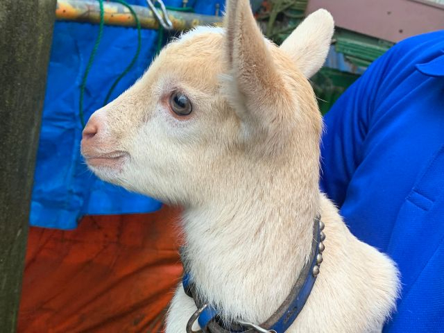 ヤギは抱っこできます♪