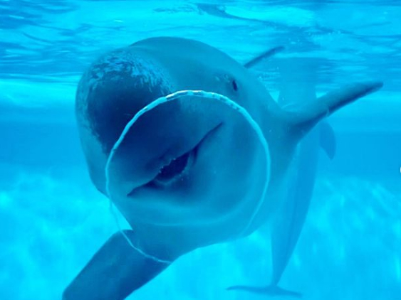 �k����B�ɂ���������A���^�̃C���J�u�X�i�����v�̈��炵���\������y���݂���������