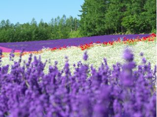 最盛期は一面ラベンダーで紫色に染まる「ファーム富田」 ※写真はイメージ