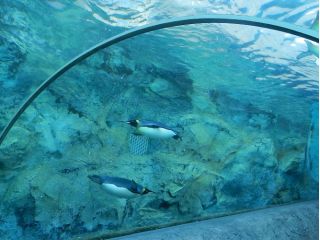 行動展示が人気の旭山動物園。間近で動物たちを観察してみよう※写真はイメージ