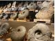 むかわ町穂別恐竜博物館のアンモナイト化石展示