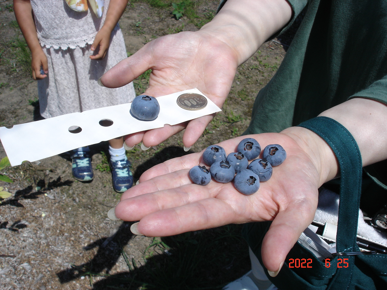 �q�������ɕ����������Q�b�g���܂����B�T�O�O�~�ʂƔ�r���āA�ɂ�܂�B