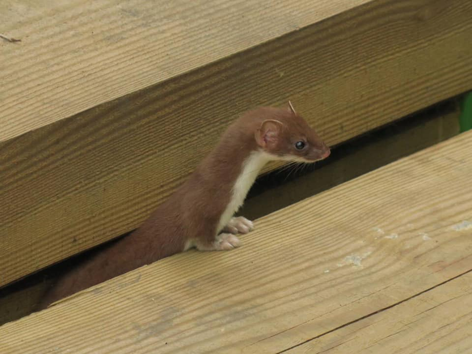 絶対に行きたい信州絶景チケット 超お得 北志賀竜王 白馬岩岳 白馬八方尾根 栂池高原の自然が織りなす雄大な景色を楽しめる ファミリー カップル 友人グループにおすすめ つがいけロープウェイ じゃらん遊び体験