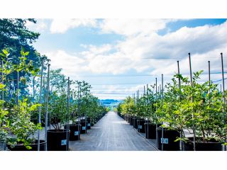 矢板市 ブルーベリー狩り 大粒ブルーベリーの食べ比べ 2020年open 彡清潔できれいなトイレに授乳室完備 休憩エリアあり Blueberry Farm Ueki じゃらん遊び体験 矢板市 ブルーベリー狩り 大粒ブルーベリーの食べ比べ 2020年open 彡清潔できれいなトイレに授乳室完備 休憩エリアあり Blueberry Farm Ueki じゃらん遊び体験