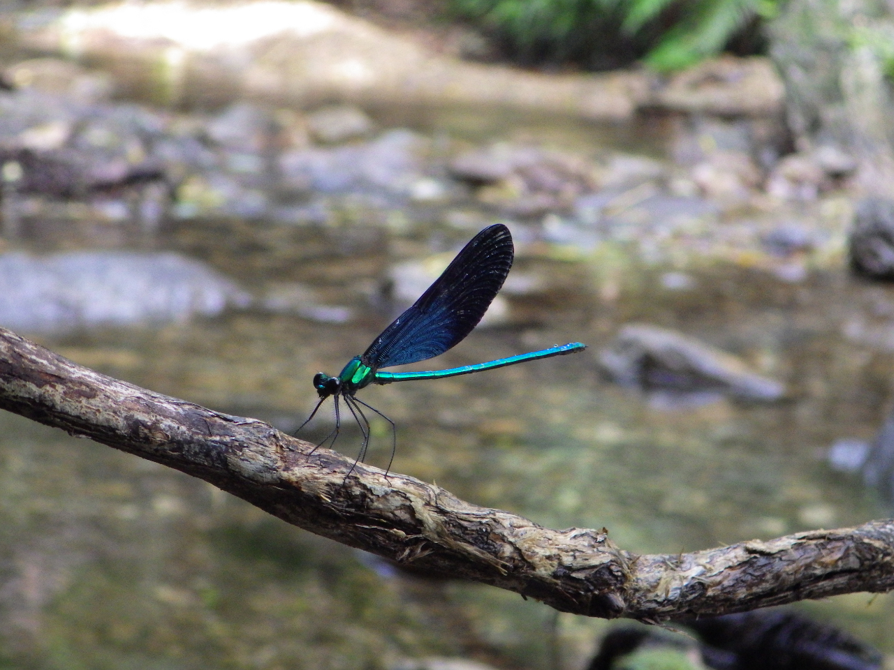 ΂̋MdȎR𖞋ił܂(^^)