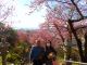 1月末〜2月中旬には桜も街のあちこちで見ることができます(^^)