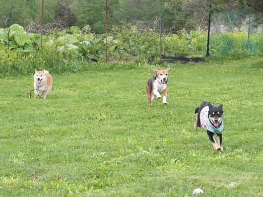 *:._全犬種OK!1日出入り自由!壮大な山々に囲まれ、季節を感じながら遊べるド...