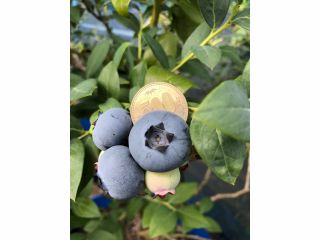 園内にはおよそ60種類のブルーベリーを栽培しています。シーズン中タイミングによっては500円サイズが獲れることも!