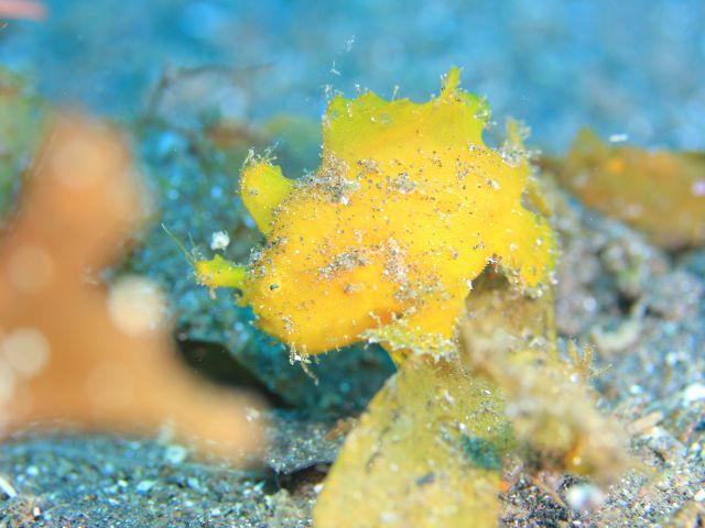 カエルアンコウ