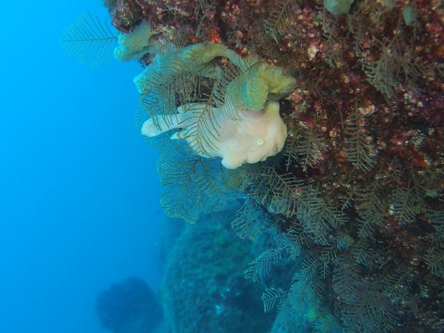 マクロ生物が豊富