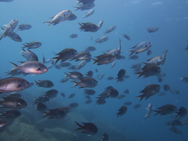 スズメダイの群れ