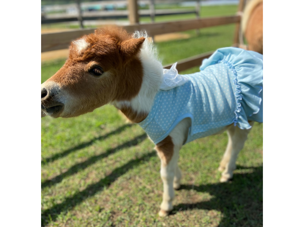 牧場入場プラン ミニチュアホースとふれ合おう おひさま牧場 じゃらん遊び体験