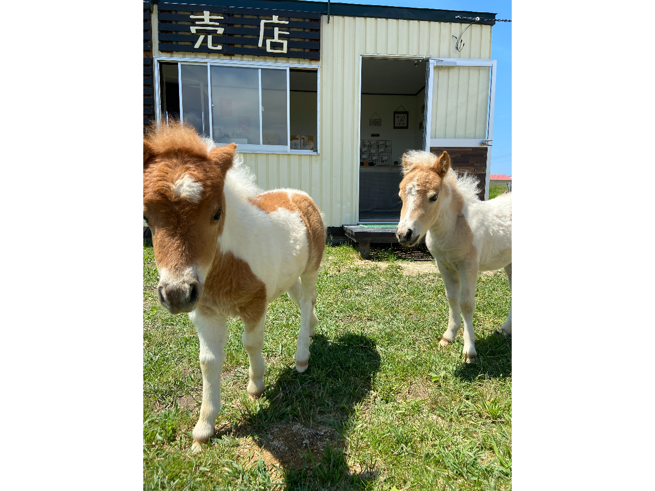 牧場入場プラン ミニチュアホースとふれ合おう おひさま牧場 じゃらん遊び体験