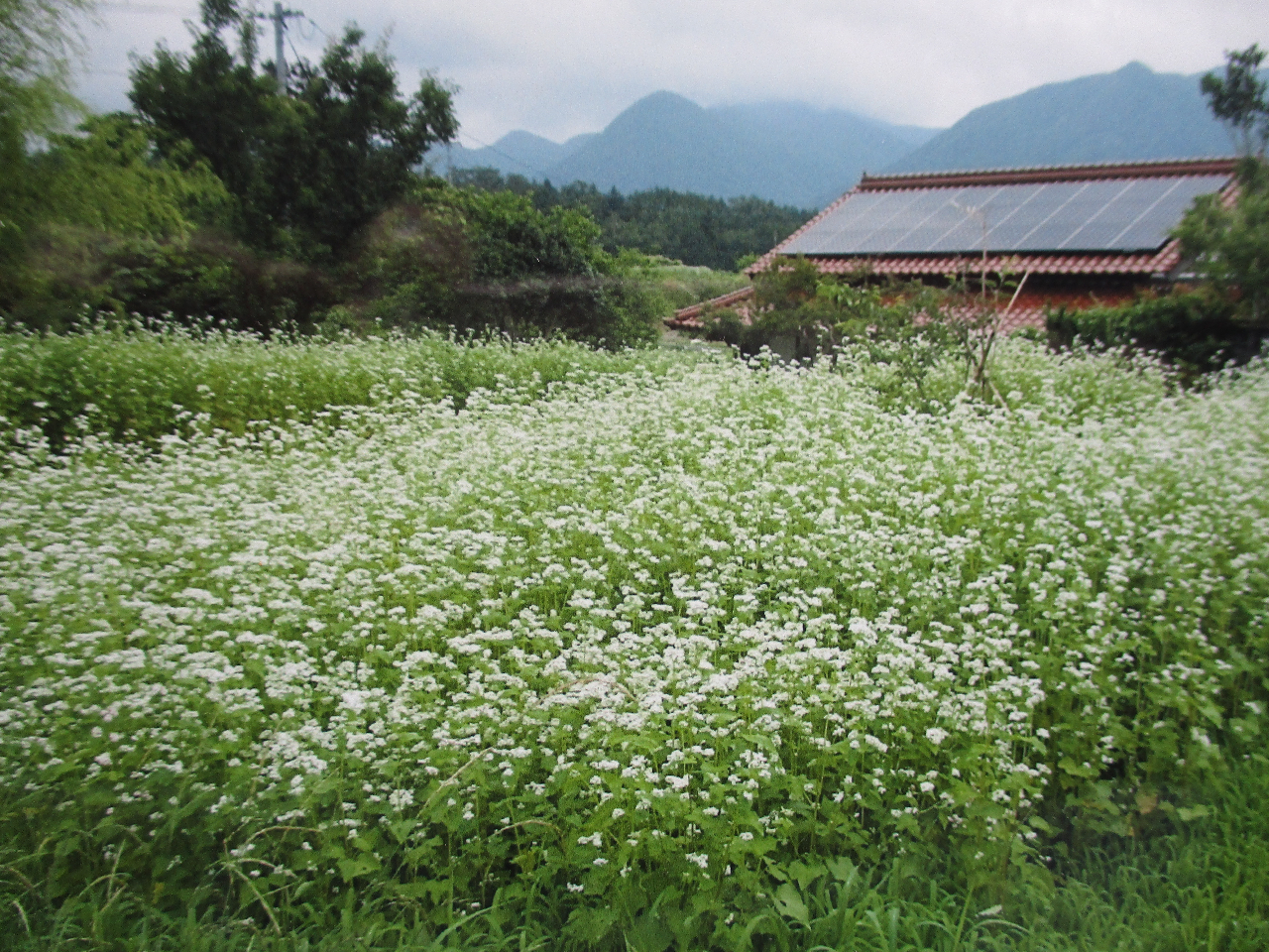 古民家為田屋周辺のそばの花。