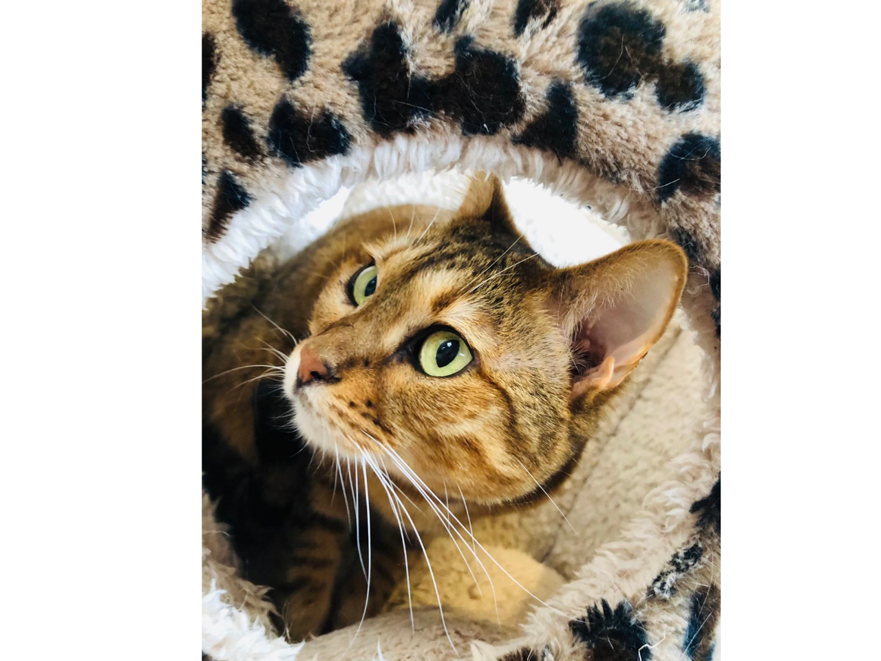 土日限定 猫カフェ お食事 結cafe お食事つき 猫カフェプラン ファミリー カップル お友達同士で楽しめる 結カフェ じゃらん遊び体験 土日限定 猫カフェ お食事 結cafe お食事つき 猫カフェプラン ファミリー カップル お友達同士で楽しめる 結カフェ じゃらん遊び体験