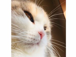 土日限定 猫カフェ お食事 結cafe お食事つき 猫カフェプラン ファミリー カップル お友達同士で楽しめる 結カフェ じゃらん遊び体験 土日限定 猫カフェ お食事 結cafe お食事つき 猫カフェプラン ファミリー カップル お友達同士で楽しめる 結カフェ じゃらん遊び体験