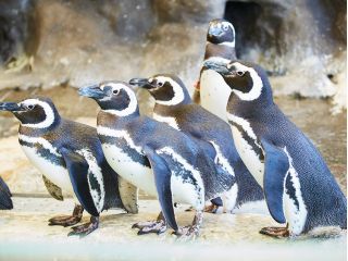 しながわ水族館の口コミ一覧 じゃらんnet しながわ水族館の口コミ一覧 じゃらんnet