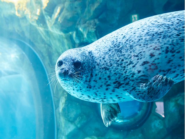 入館チケット コツメカワウソ展示開始 ゴマフアザラシやイルカショーなど見所満載 大森海岸駅から徒歩約8分 ファミリー カップルにおすすめ しながわ水族館 じゃらん遊び体験 入館チケット コツメカワウソ展示開始 ゴマフアザラシやイルカショーなど見所満載 大森海岸駅から徒歩約8分 ファミリー カップルにおすすめ しながわ水族館 じゃらん遊び体験