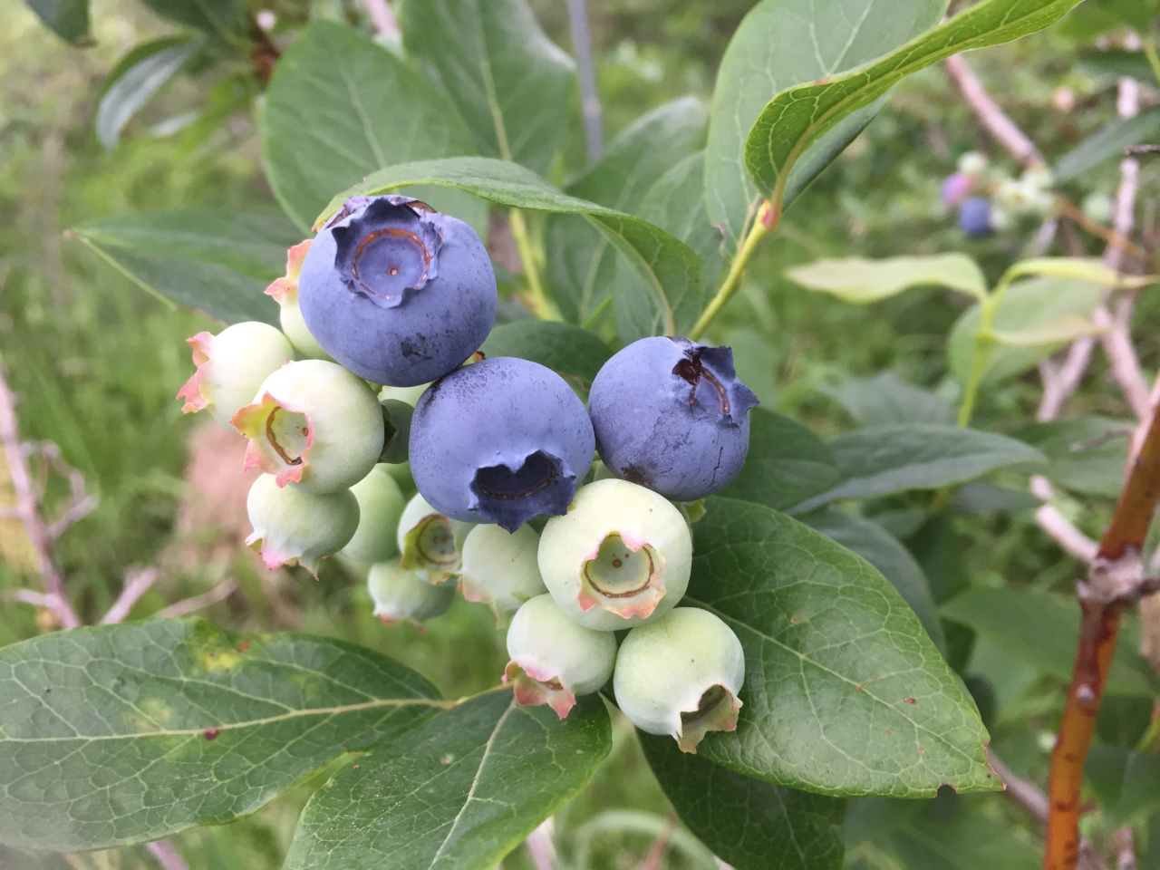 淡路島 ブルーベリー狩り40分 無農薬栽培で大粒で甘い品種のみを栽培しております 初めての方 やお子様でも美味しく大粒の実を摘み取っていただけます 淡路島ブルーベリー園 じゃらん遊び体験