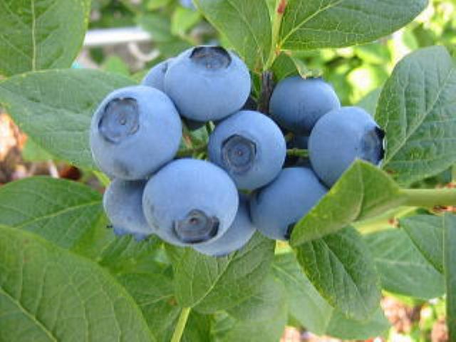 22年度開園期間7月9日 8月28日 淡路島 ブルーベリー 狩り40分 無農薬栽培で大粒で甘い品種のみを栽培 お電話のご予約も受付けます 090 3279 9293 淡路島ブルーベリー園 じゃらん遊び体験 22年度開園期間7月9日 8月28日 淡路島 ブルーベリー 狩り40分 無農薬栽培で大粒で甘い品種のみを栽培 お電話のご予約も受付けます 090 3279 9293 淡路島ブルーベリー園 じゃらん遊び体験