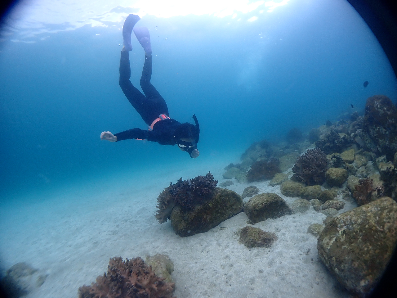 スキン・スク-バダイビング 入門編/マリン企画（大型本） ダイビング ショップ | とんとんだいぶ Tonton Dive Marine Tour