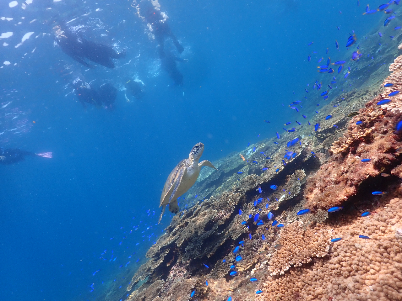 柏島で最上級の感動体験】柏島ボートシュノーケルツアー☆2エントリー